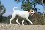 PARSON RUSSEL TERRIER 016